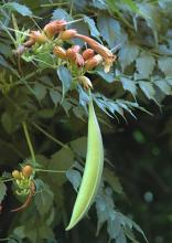 fruit