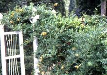 plant habit, yellow flowering