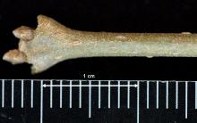 winter twig, buds