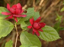 flowers and leaves