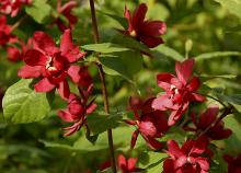 flowers and leaves