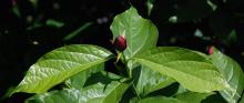 flower bud and young leaves