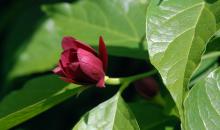 opening flower