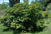 plant habit, flowering