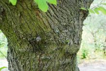 trunk, bark