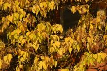 leaves and fruit, fall