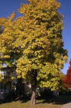 plant habit, fall