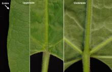 leaf margin and surfaces