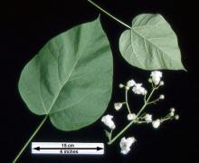 leaves and flower cluster