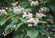 flower clusters and leaves