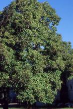 plant habit, fruiting