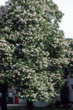 plant habit, flowering