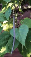 fruit and leaf