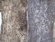 trunk, bark