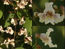 flower cluster and flower