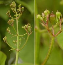 immature flower cluster and buds