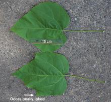 leaves 