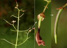 start of fruit growth