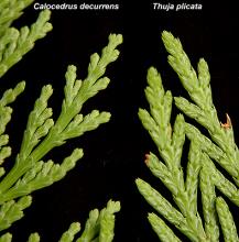leaves, comparison leaves, comparison