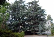 plant habit, two large trees
