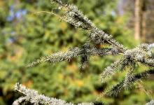 branches