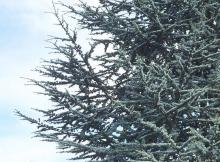 branch habit