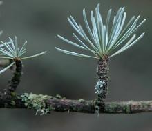 needle cluster