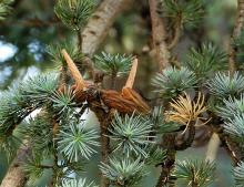 cones at end of seed release