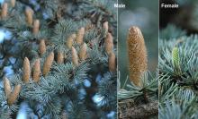 male and female cones at pollen release, fall