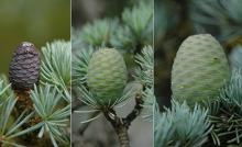 cone development
