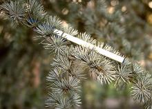 needle clusters