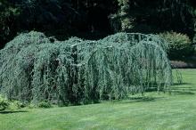 plant habit