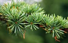 needles