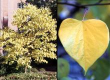 plant habit and leaf, fall