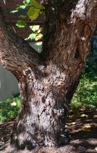 trunk, bark, 30 year-old tree