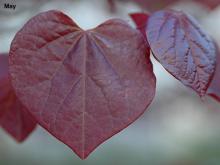 expanding leaves