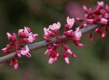 opening flowers