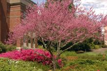 plant habit, spring flowering