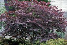 plant habit, summer