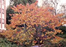 plant habit, fall