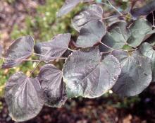 leaves, later in summer