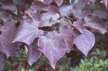 leaves, summer