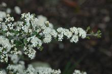 flowering branch flowering branch