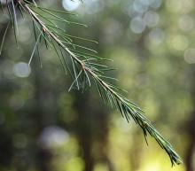 branch tip, lacking needle clusters