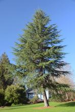 plant habit, older tree