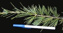 branch and needles