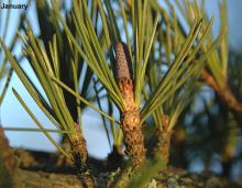 young female (seed) cone