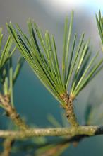 needle cluster