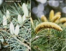 male cones