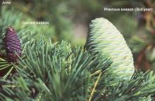 female (seed) cones